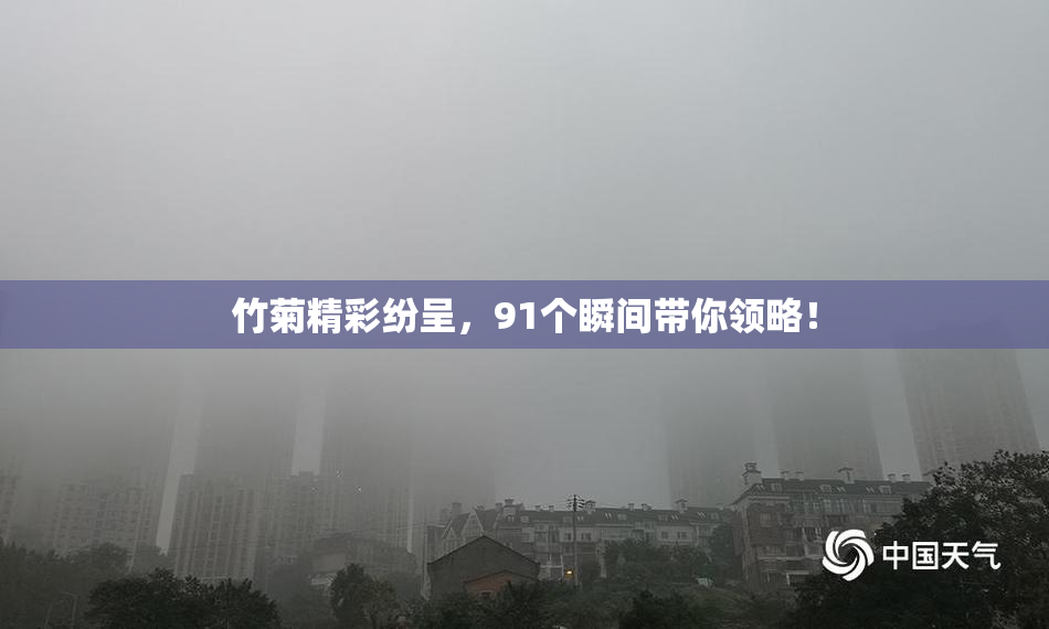 竹菊精彩纷呈，91个瞬间带你领略！
