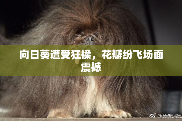 向日葵遭受狂揉，花瓣纷飞场面震撼