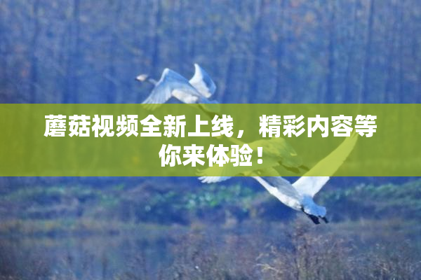 蘑菇视频全新上线，精彩内容等你来体验！