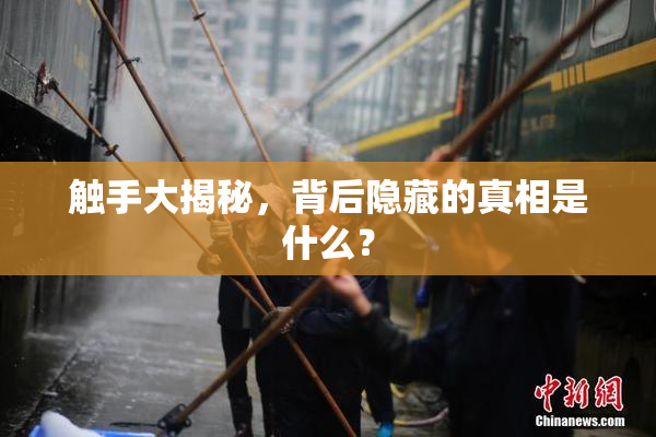 触手大揭秘，背后隐藏的真相是什么？