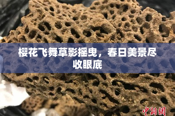樱花飞舞草影摇曳，春日美景尽收眼底