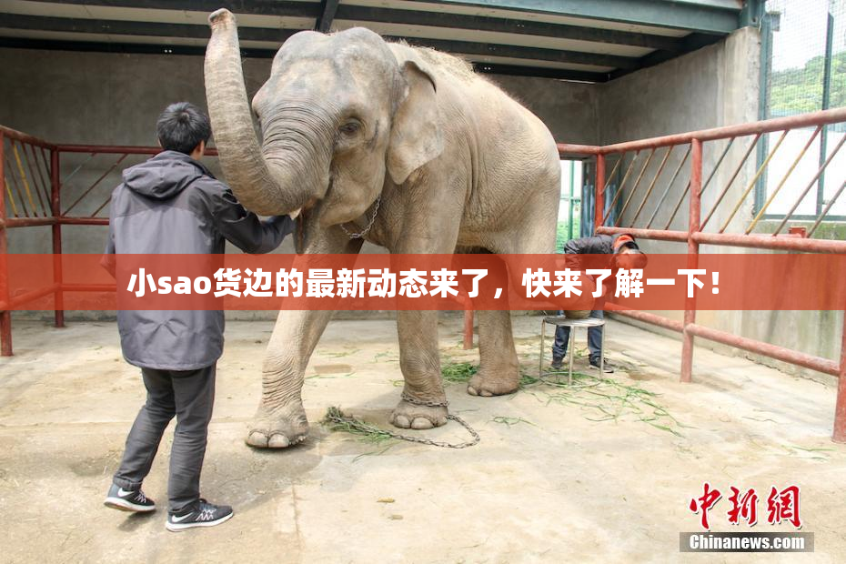 小sao货边的最新动态来了，快来了解一下！