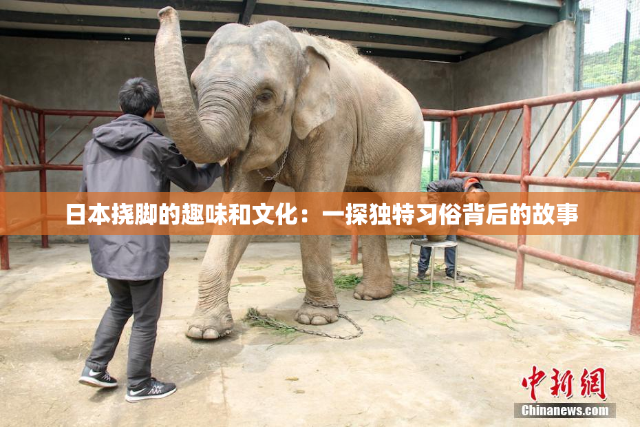 日本挠脚的趣味和文化：一探独特习俗背后的故事