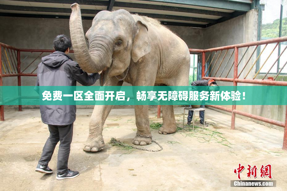 免费一区全面开启，畅享无障碍服务新体验！