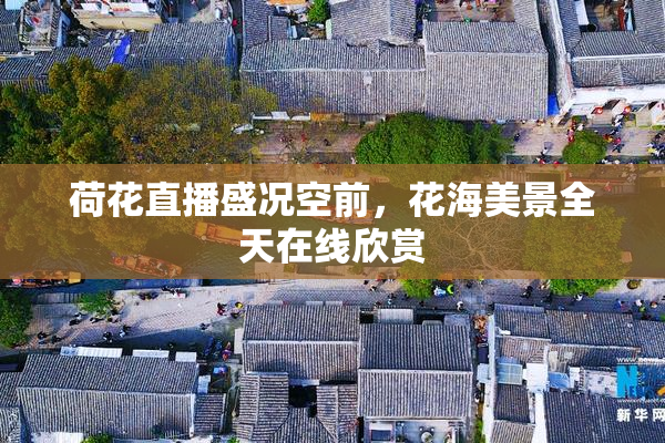 荷花直播盛况空前，花海美景全天在线欣赏