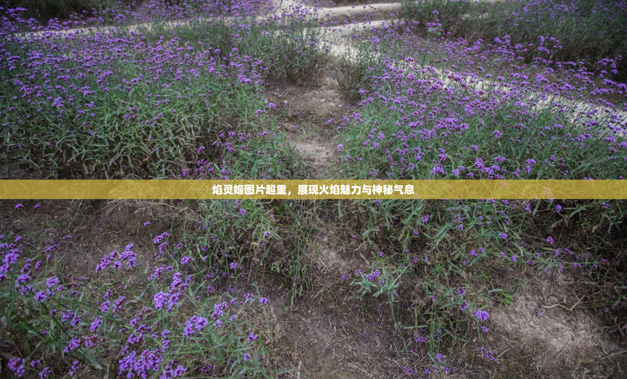 焰灵姬图片超重，展现火焰魅力与神秘气息
