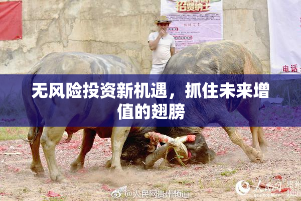 无风险投资新机遇，抓住未来增值的翅膀