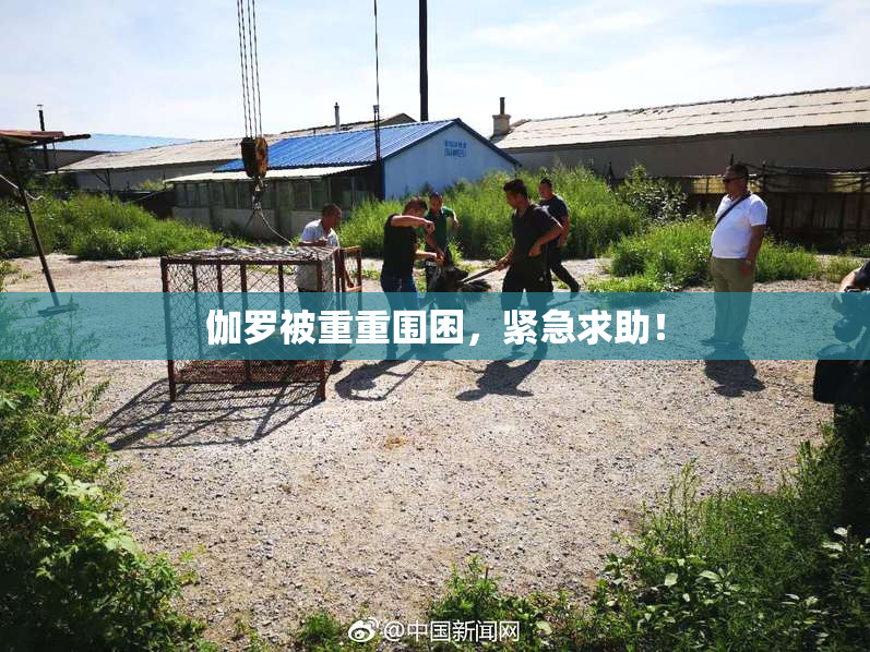 伽罗被重重围困，紧急求助！