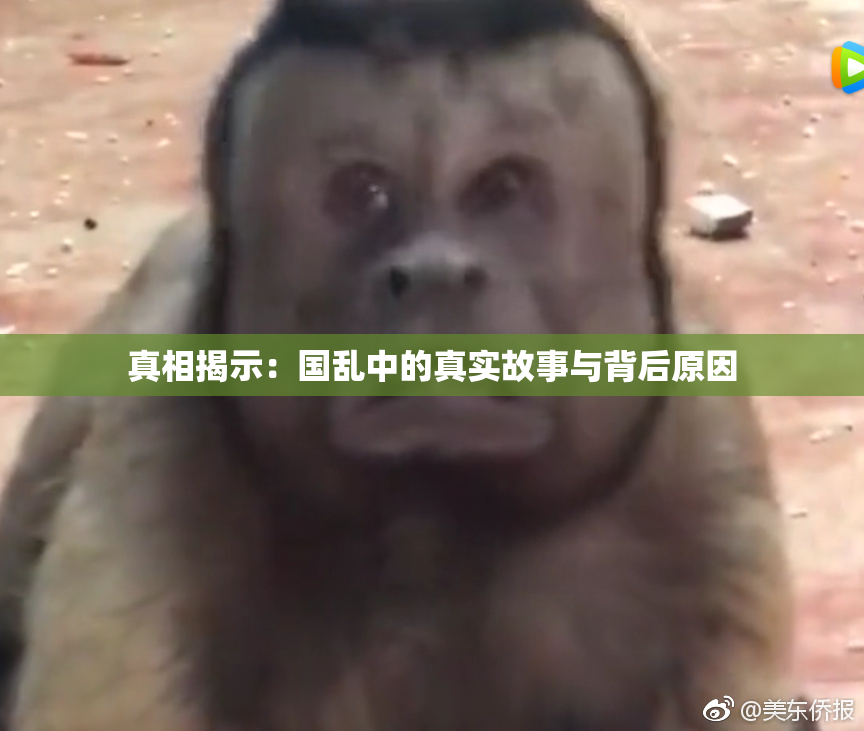 真相揭示：国乱中的真实故事与背后原因