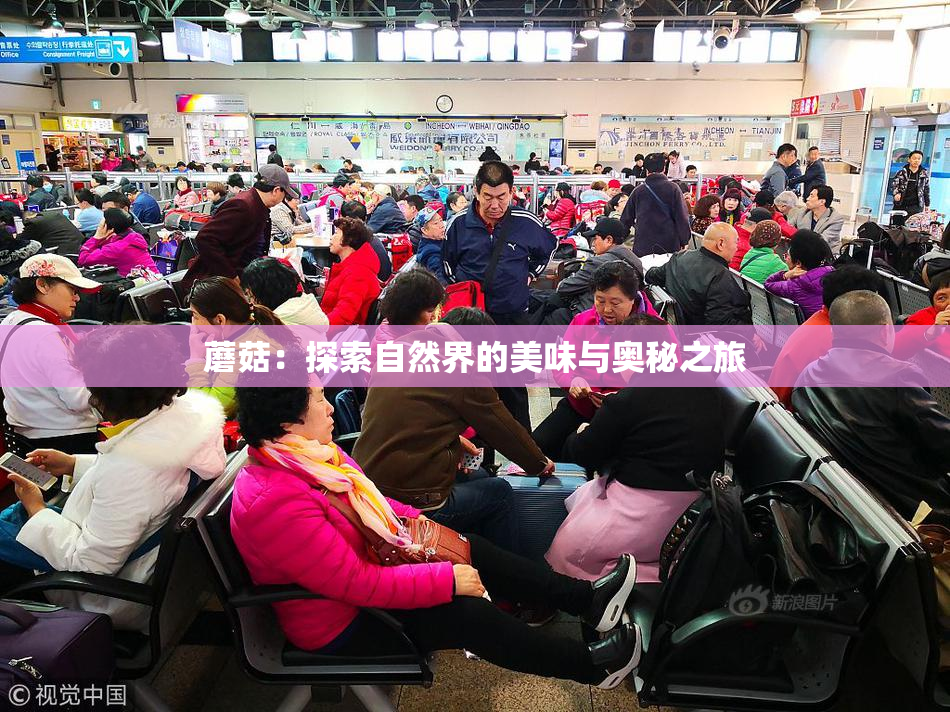 蘑菇：探索自然界的美味与奥秘之旅