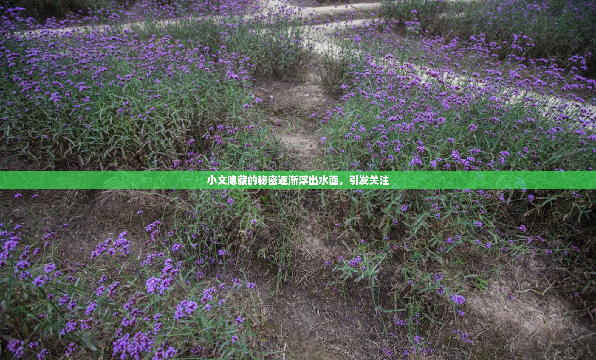 小文隐藏的秘密逐渐浮出水面，引发关注