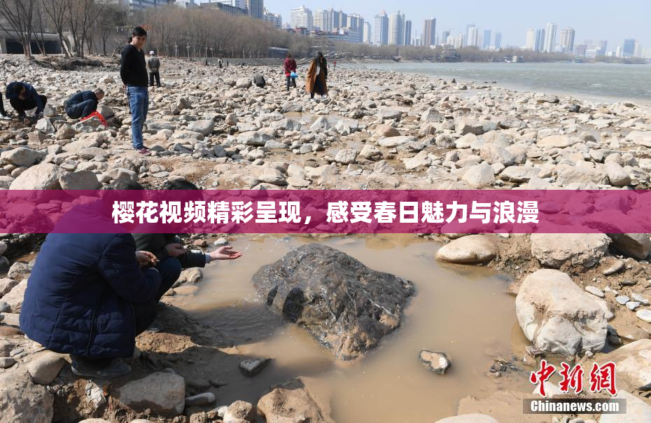 樱花视频精彩呈现，感受春日魅力与浪漫