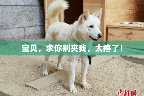 宝贝，求你别夹我，太疼了！