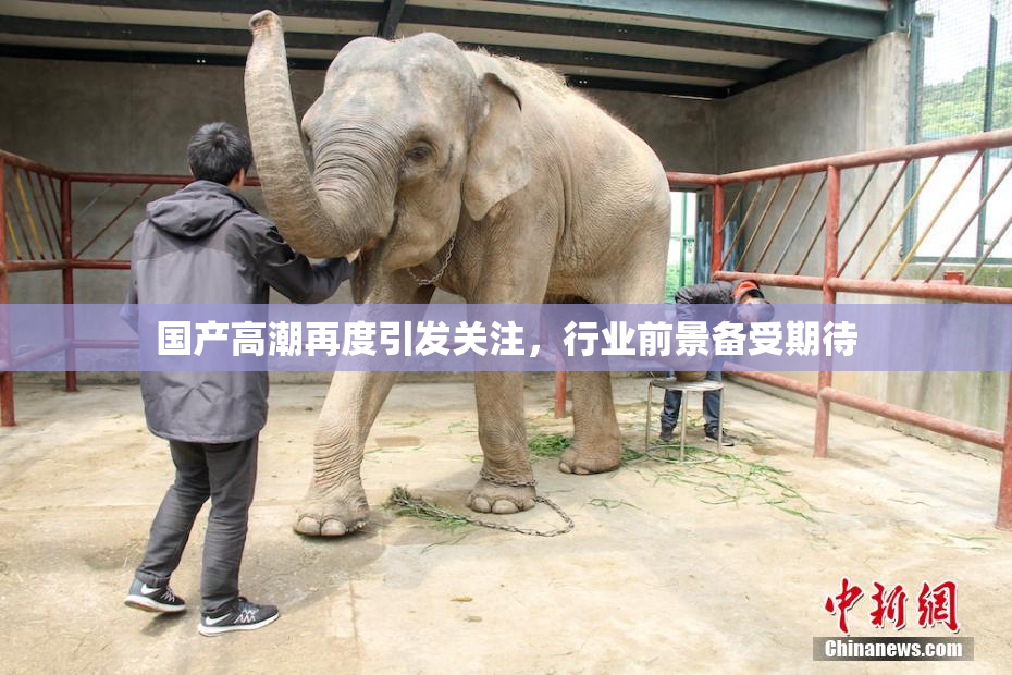 国产高潮再度引发关注，行业前景备受期待