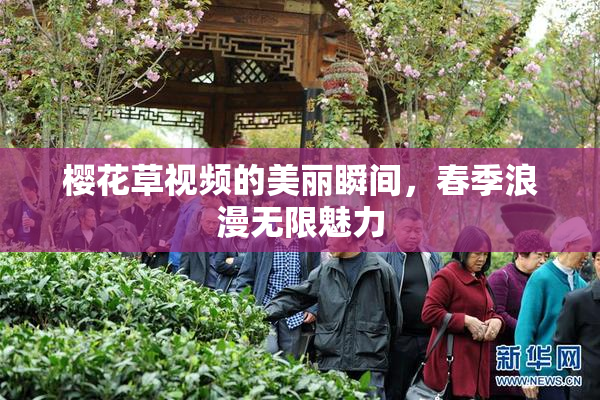 樱花草视频的美丽瞬间，春季浪漫无限魅力