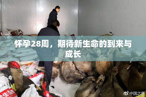 怀孕28周，期待新生命的到来与成长