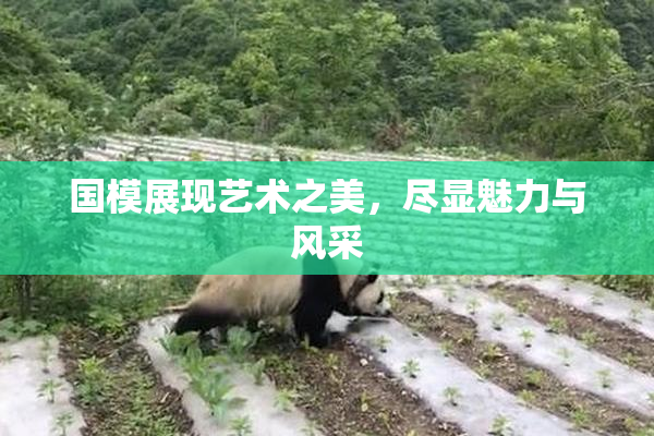 国模展现艺术之美，尽显魅力与风采