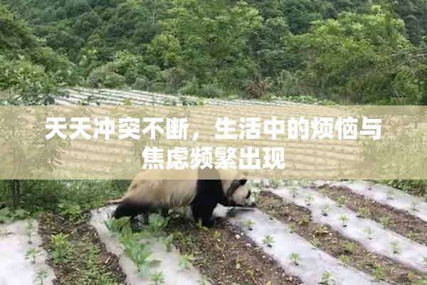 天天冲突不断，生活中的烦恼与焦虑频繁出现