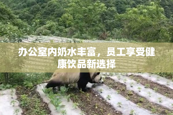 办公室内奶水丰富，员工享受健康饮品新选择