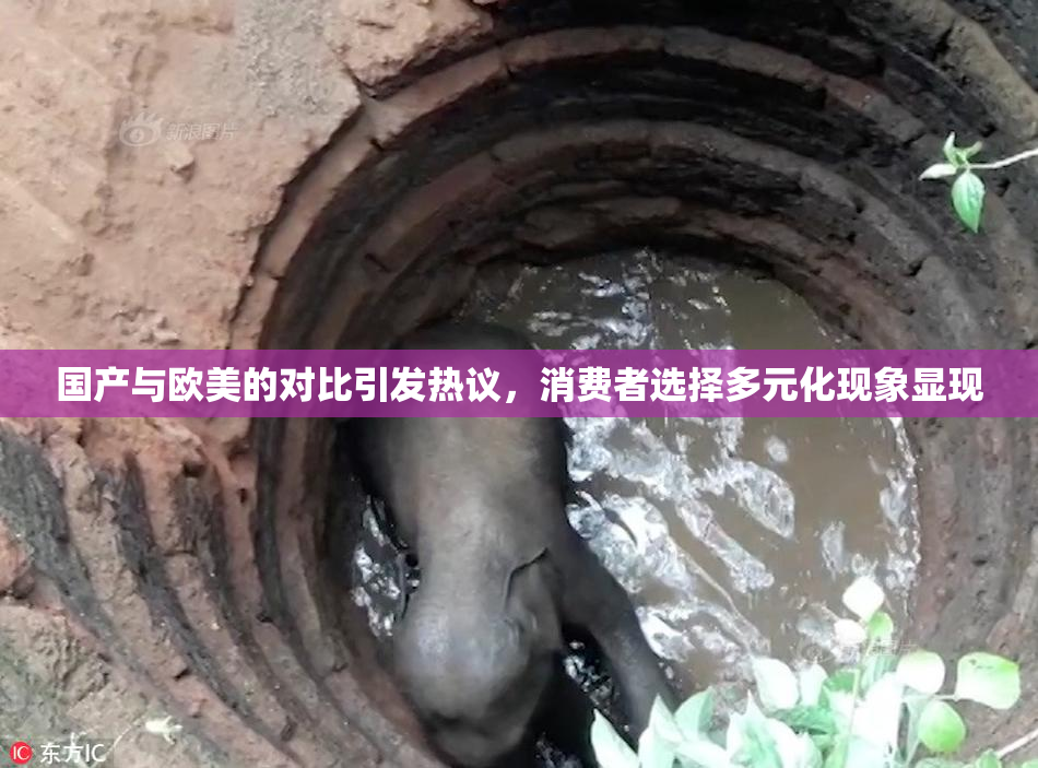 国产与欧美的对比引发热议，消费者选择多元化现象显现