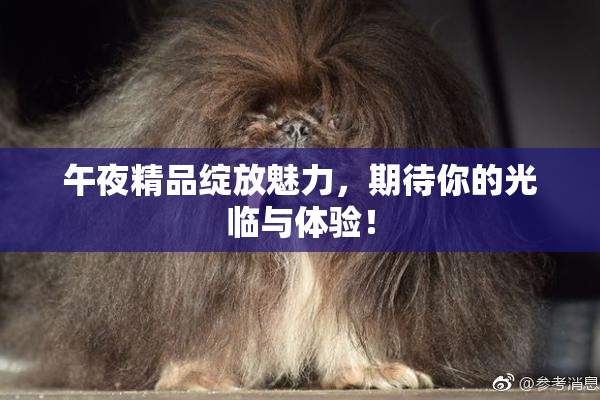 午夜精品绽放魅力，期待你的光临与体验！
