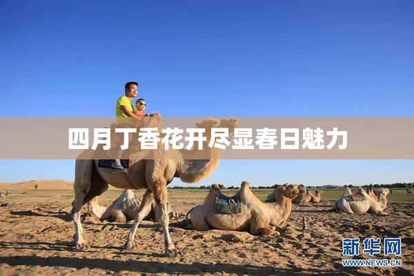 四月丁香花开尽显春日魅力