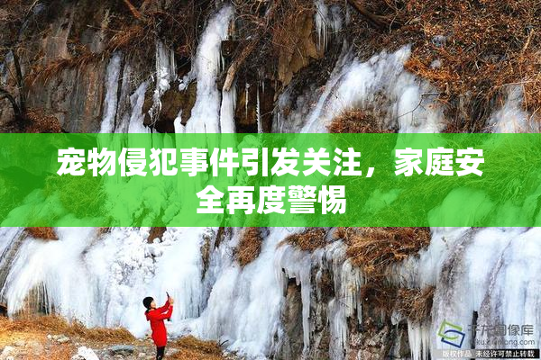 宠物侵犯事件引发关注，家庭安全再度警惕