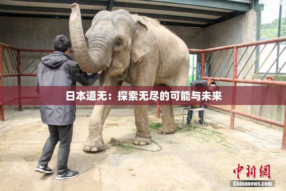日本道无：探索无尽的可能与未来