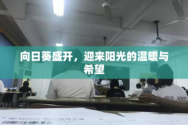 向日葵盛开，迎来阳光的温暖与希望
