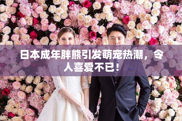日本成年胖熊引发萌宠热潮，令人喜爱不已！