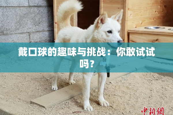 戴口球的趣味与挑战：你敢试试吗？