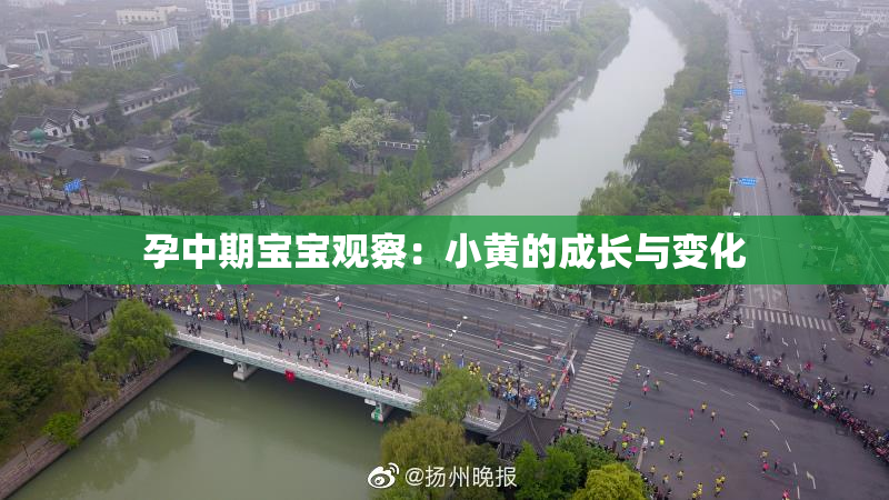 孕中期宝宝观察：小黄的成长与变化