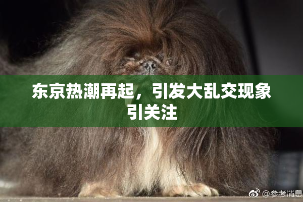 东京热潮再起，引发大乱交现象引关注