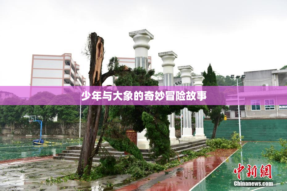 少年与大象的奇妙冒险故事
