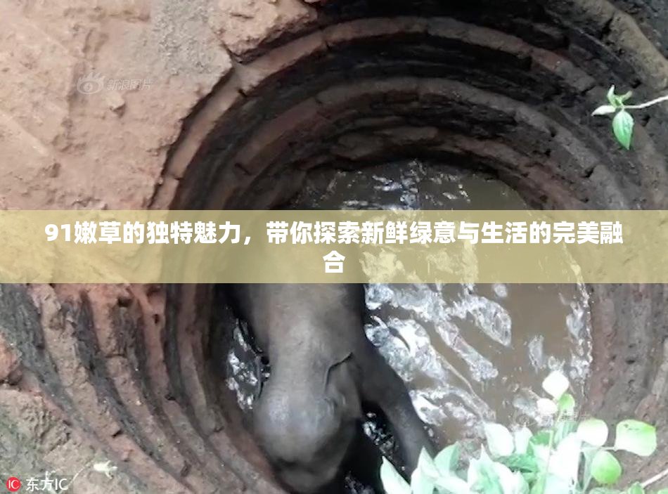 91嫩草的独特魅力，带你探索新鲜绿意与生活的完美融合