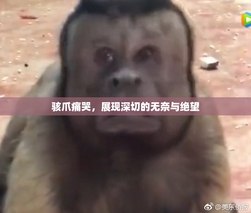 骇爪痛哭，展现深切的无奈与绝望