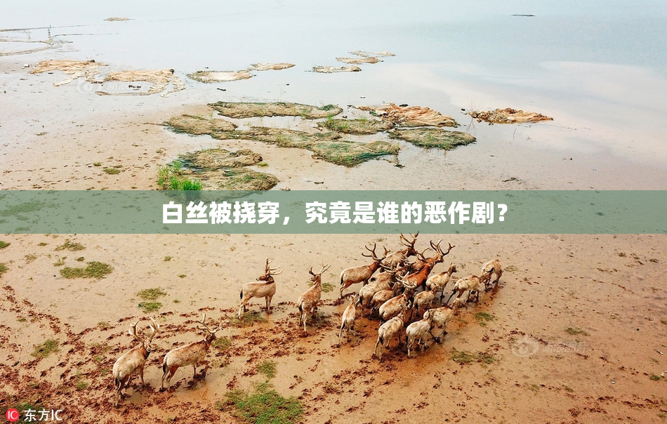 白丝被挠穿，究竟是谁的恶作剧？