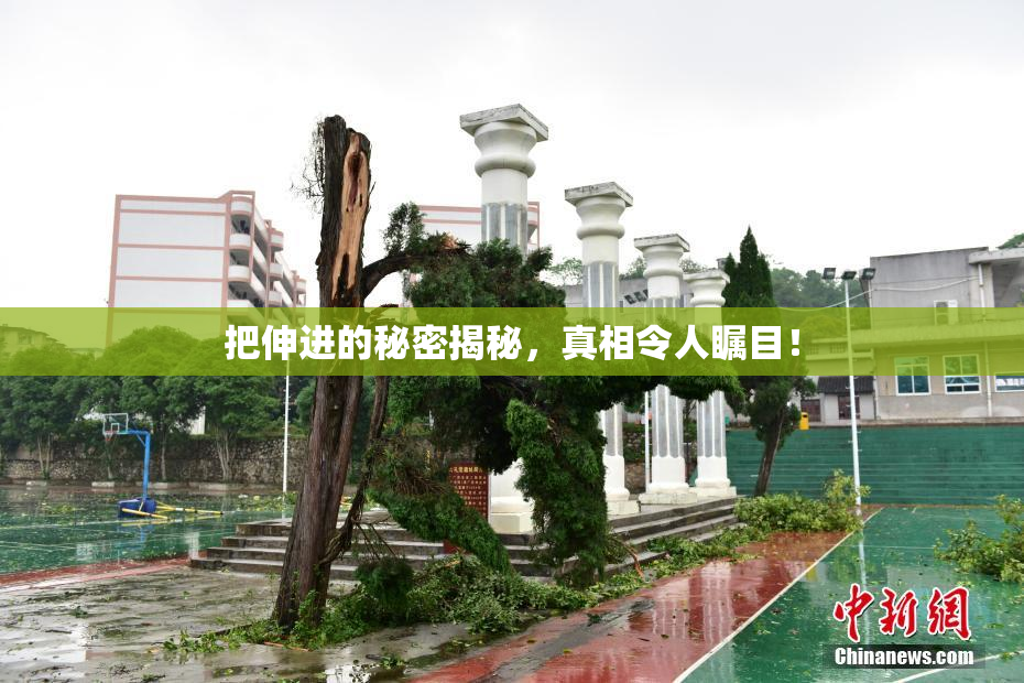 把伸进的秘密揭秘，真相令人瞩目！