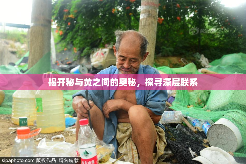 揭开秘与黄之间的奥秘，探寻深层联系