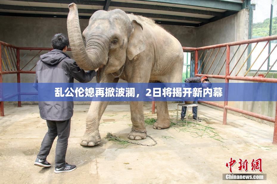 乱公伦媳再掀波澜，2日将揭开新内幕