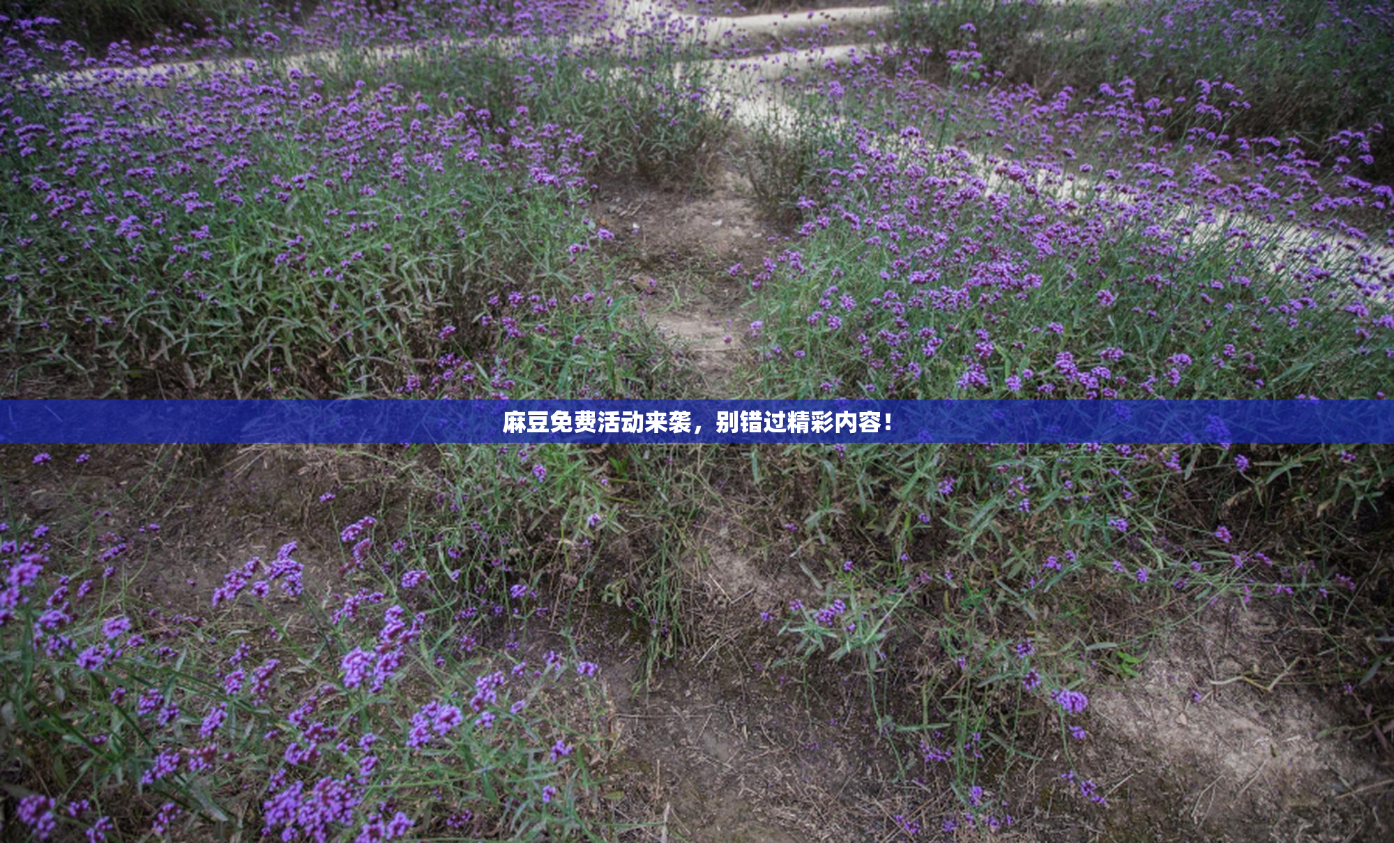 麻豆免费活动来袭，别错过精彩内容！