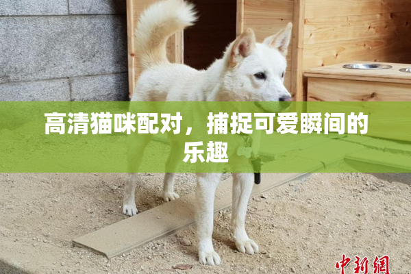 高清猫咪配对，捕捉可爱瞬间的乐趣