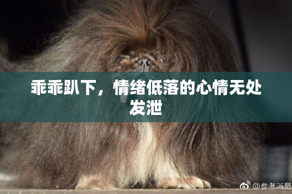 乖乖趴下，情绪低落的心情无处发泄