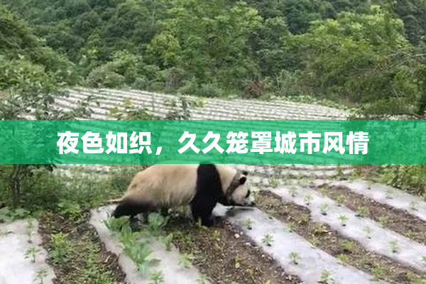 夜色如织，久久笼罩城市风情