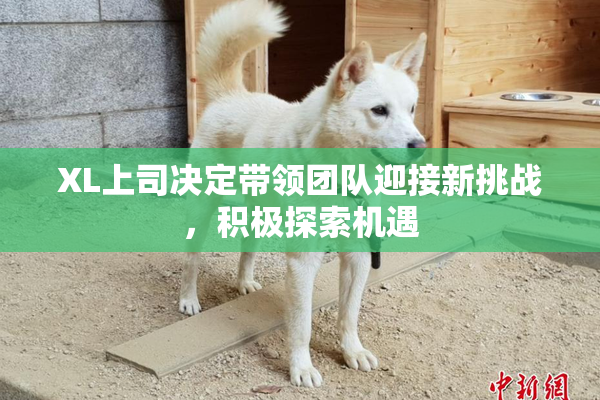 XL上司决定带领团队迎接新挑战，积极探索机遇