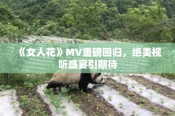 《女人花》MV重磅回归，绝美视听盛宴引期待