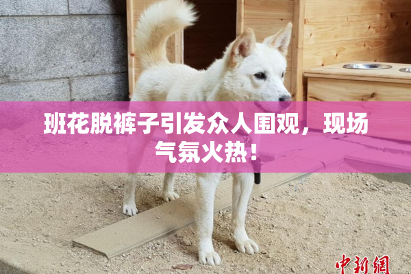班花脱裤子引发众人围观，现场气氛火热！