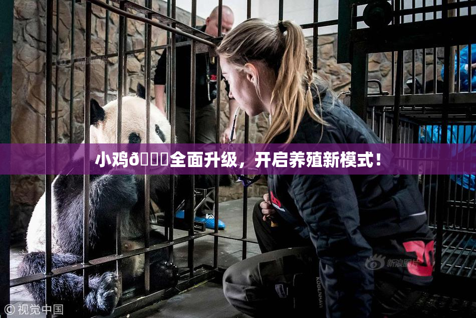 小鸡🐔全面升级，开启养殖新模式！