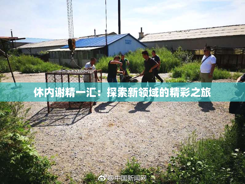 休内谢精一汇：探索新领域的精彩之旅