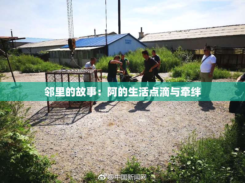 邻里的故事：阿的生活点滴与牵绊